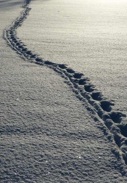 Footprints in the Snow