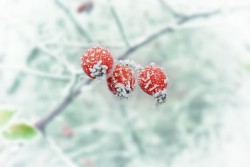 The Precious Beauty of a Winter Frost