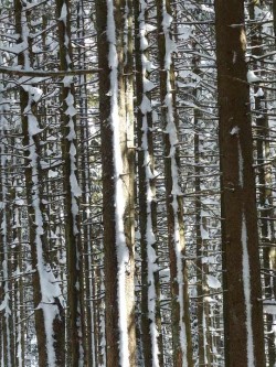 Fir Trees Covered in Snow