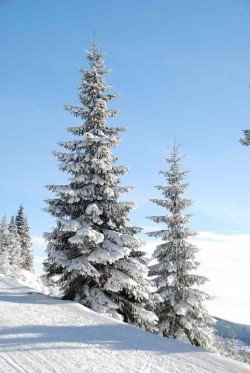 Beautiful Snow Capped Pine Trees