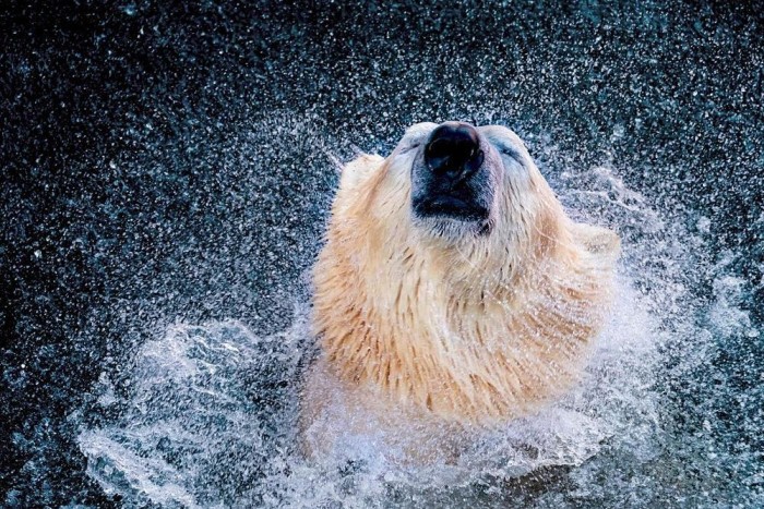 Psychic Polar Bear Predicts Confederations Cup
