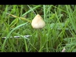 Manna: Magical Psilocybin Mushrooms