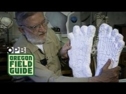 Searching For Bigfoot by the Oregon Field Guide