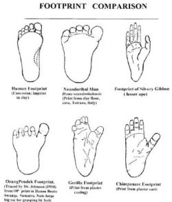 Orang Pendek Description and Footprint Comparison