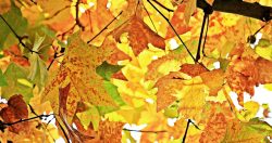 Chestnut leaves during fall